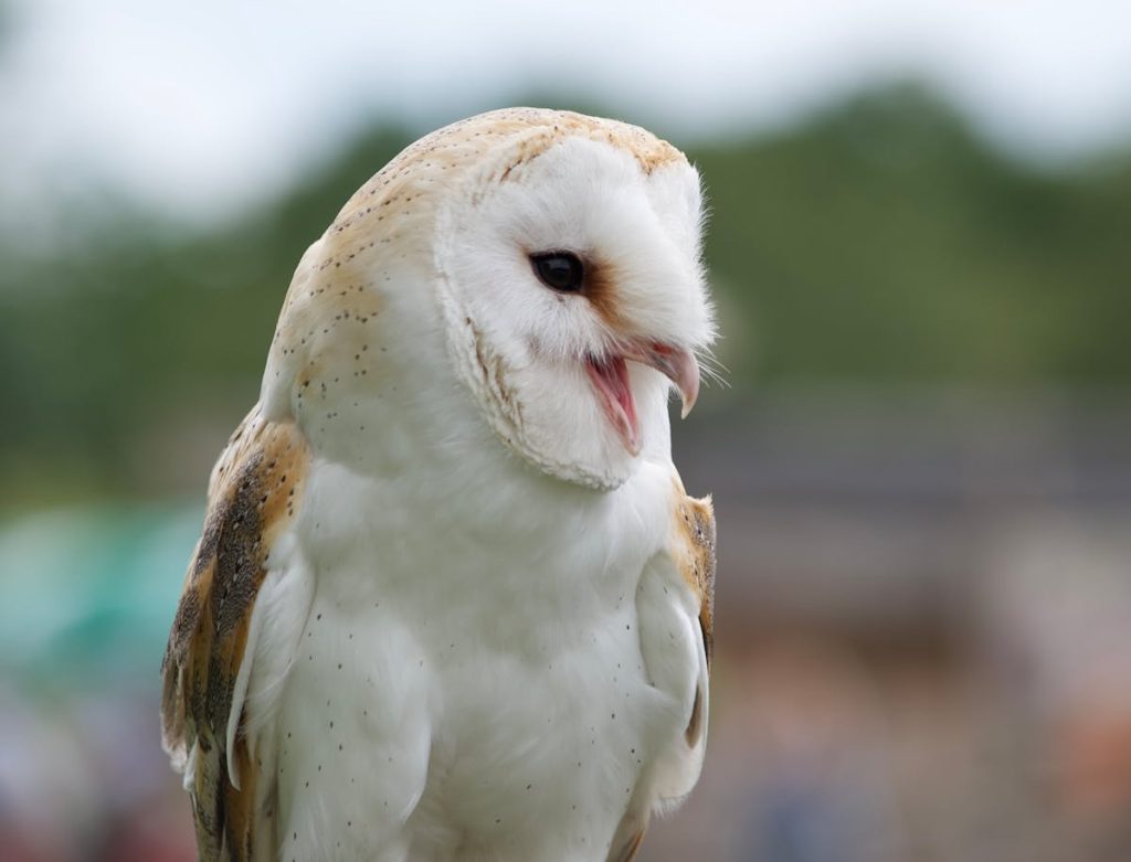 Installing A Barn Owl Nest Box On A Tree